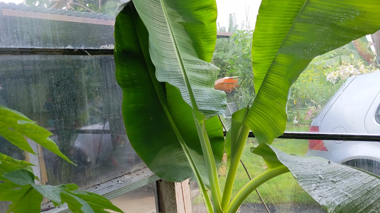 Banan z Tajlandii. Musa veinte cohol przyrost bardzo szybki. Koniec obcięło.