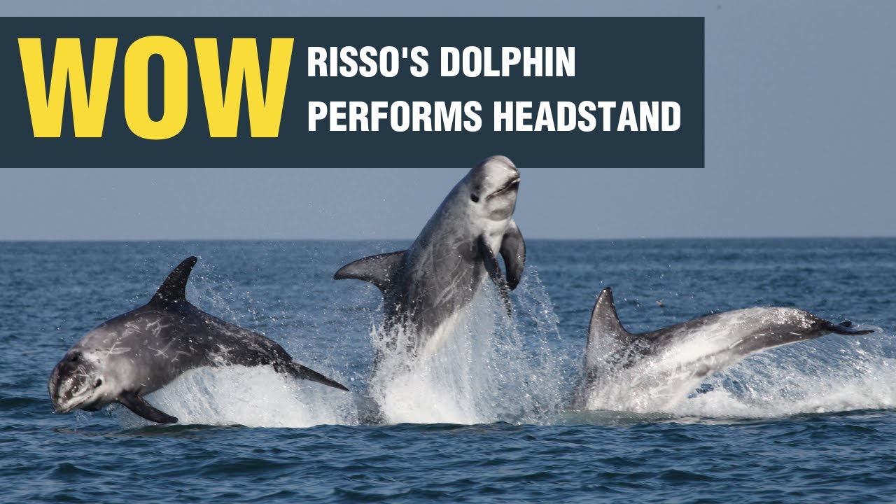 Risso's dolphin performing a headstand | Whale and Dolphin Conservation