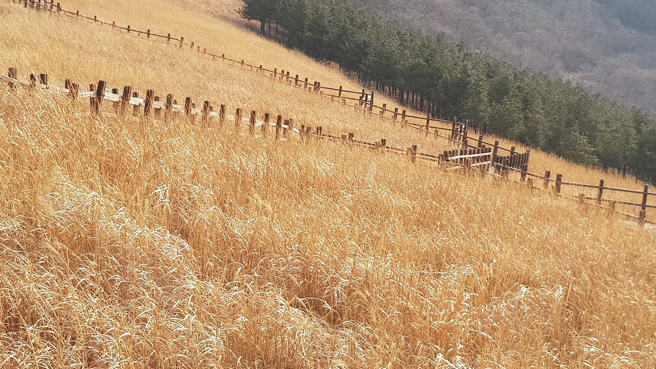영남알프스 9등 간월산&간월재 20220209  간월임도입구 - 간월산등산로 - 간월산 - 간월재 - 간월임도입구