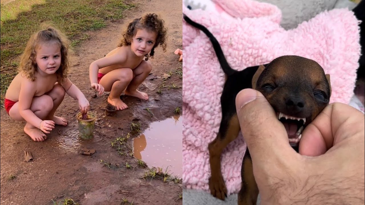DEPOIS DE MUITA CHUVA, FIZERAM A FESTA E SERÁ QUE O PILILIU É UM CÃO NUTELLA | PINSCHER FILHOTES