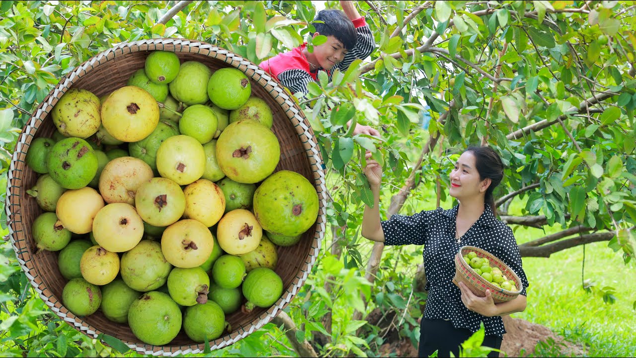 Sweet guava pick for eating | Harvest guava | Fruit eating