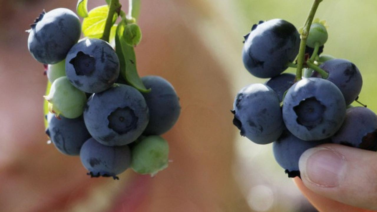 What Makes a Food a 'Superfood'?