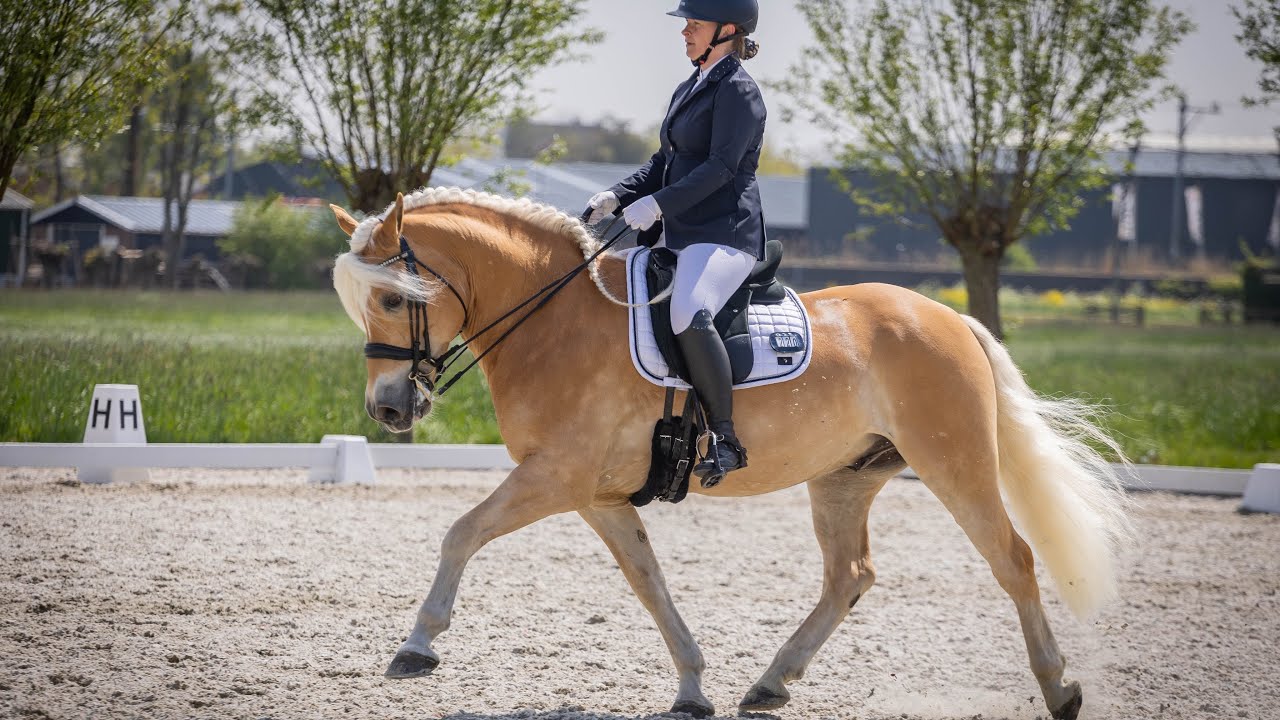 Proef 38-Z1 HAFLINGER OSCAR 217,5 punten ! 🤩