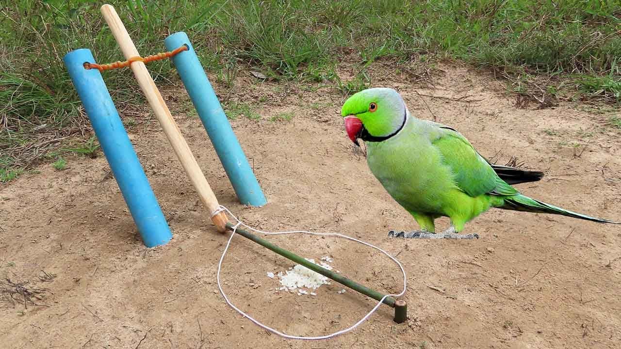 Unique Technology Parrot Trap Using PVC Pipe And Wood - Easy Quick Bird Trap