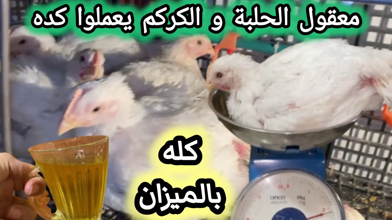 شوفوا الحلبة و الكركم عملوا ايه في الفراخ عندى | وزن الفراخ البيضاء عمر 30 يوم