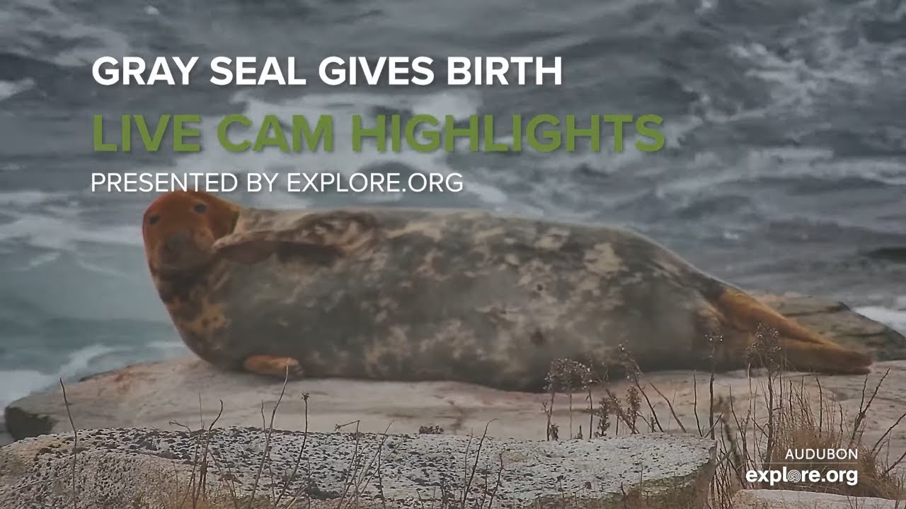 Gray Seal Gives Birth Right On Camera!