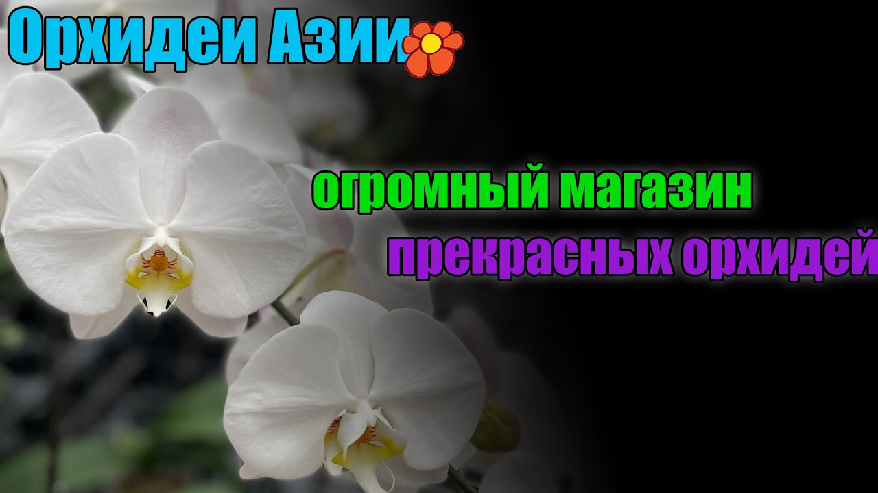Супермаркет орхидей