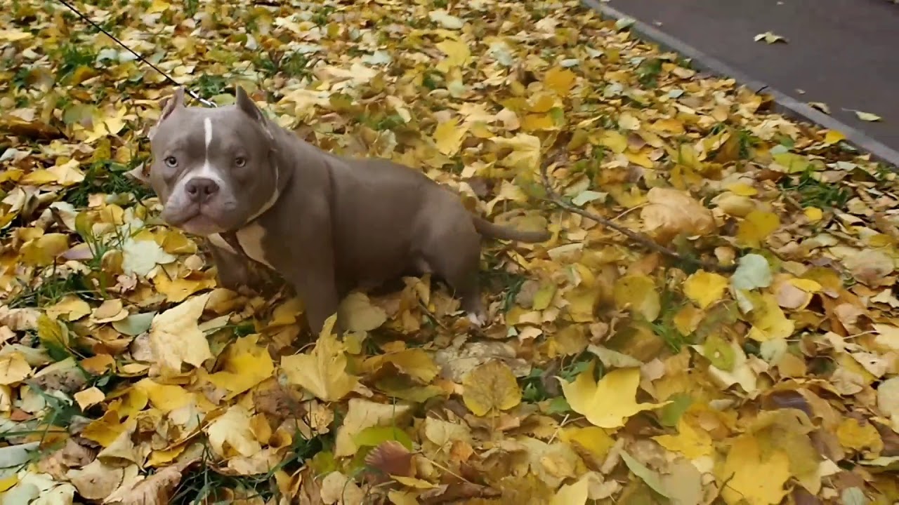 American Bully micro WARCRAFT