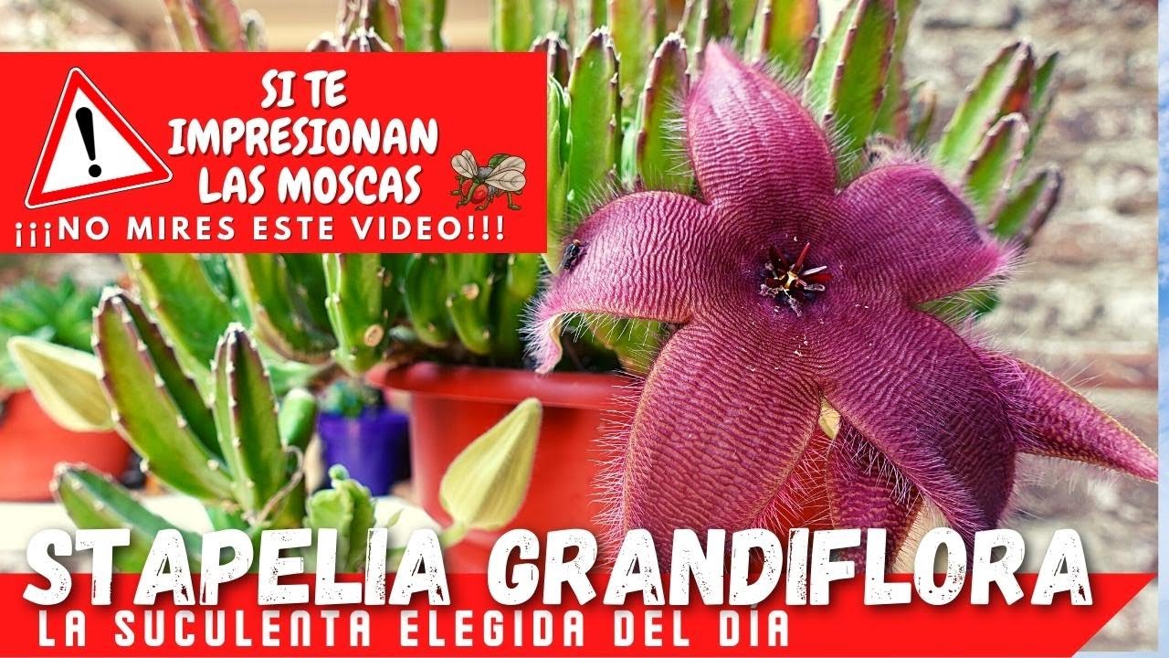 Stapelia grandiflora // Suculenta FLOR DE CARROÑA #LaSuculentaElegidadelDía