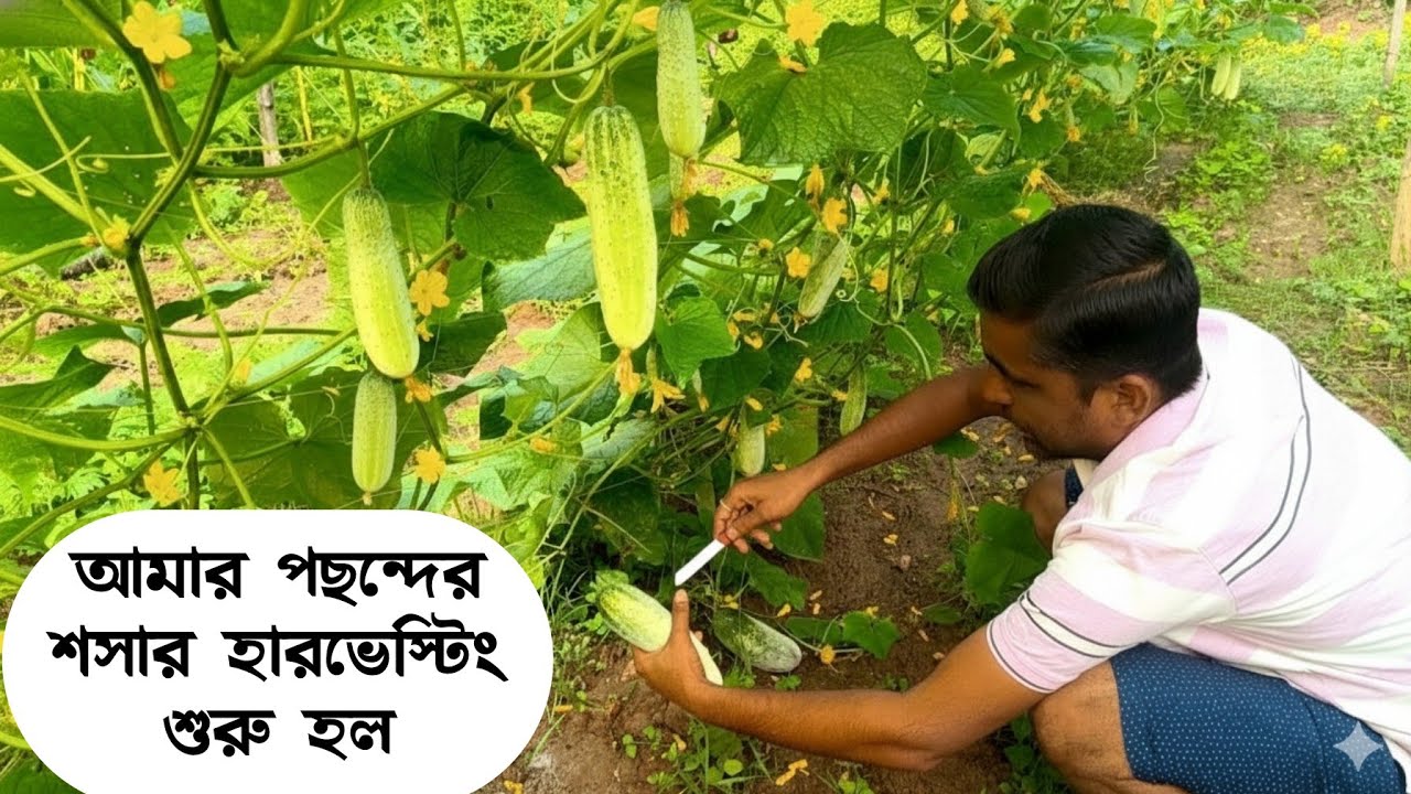 সবচেয়ে ভালো জাতের দেশি শশা ফলন দেখুন।