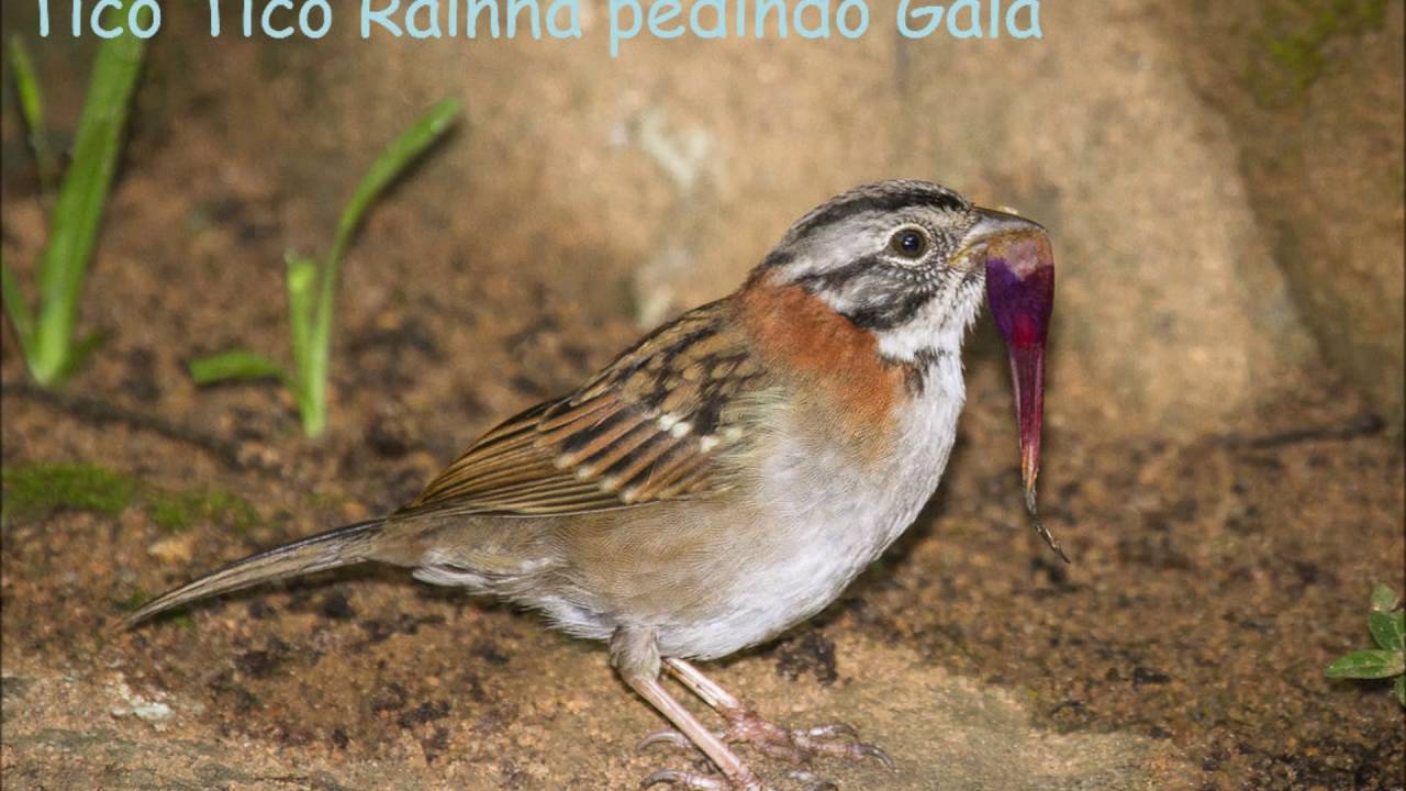 Tico Tico Fêmea Pedindo Gala e Cantando Esquentando Os ticos ticos