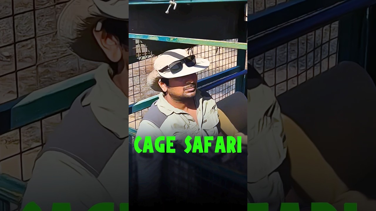 Devaliya Cage Safari - Gir National Park - #shorts  #walkintothewild #lion #viral