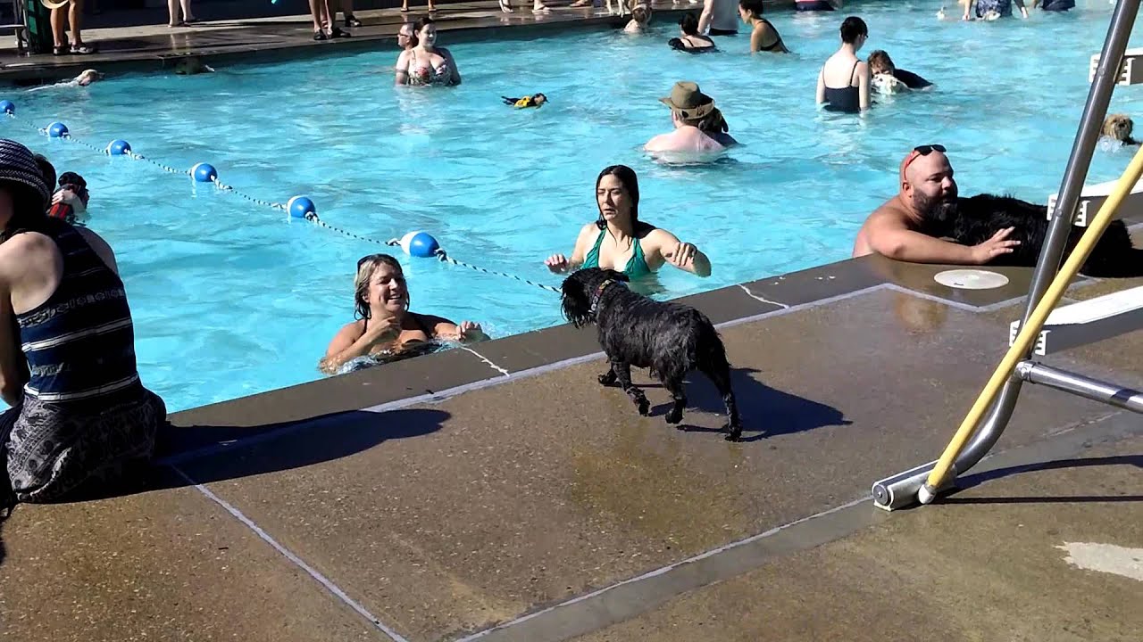 Dog pool party