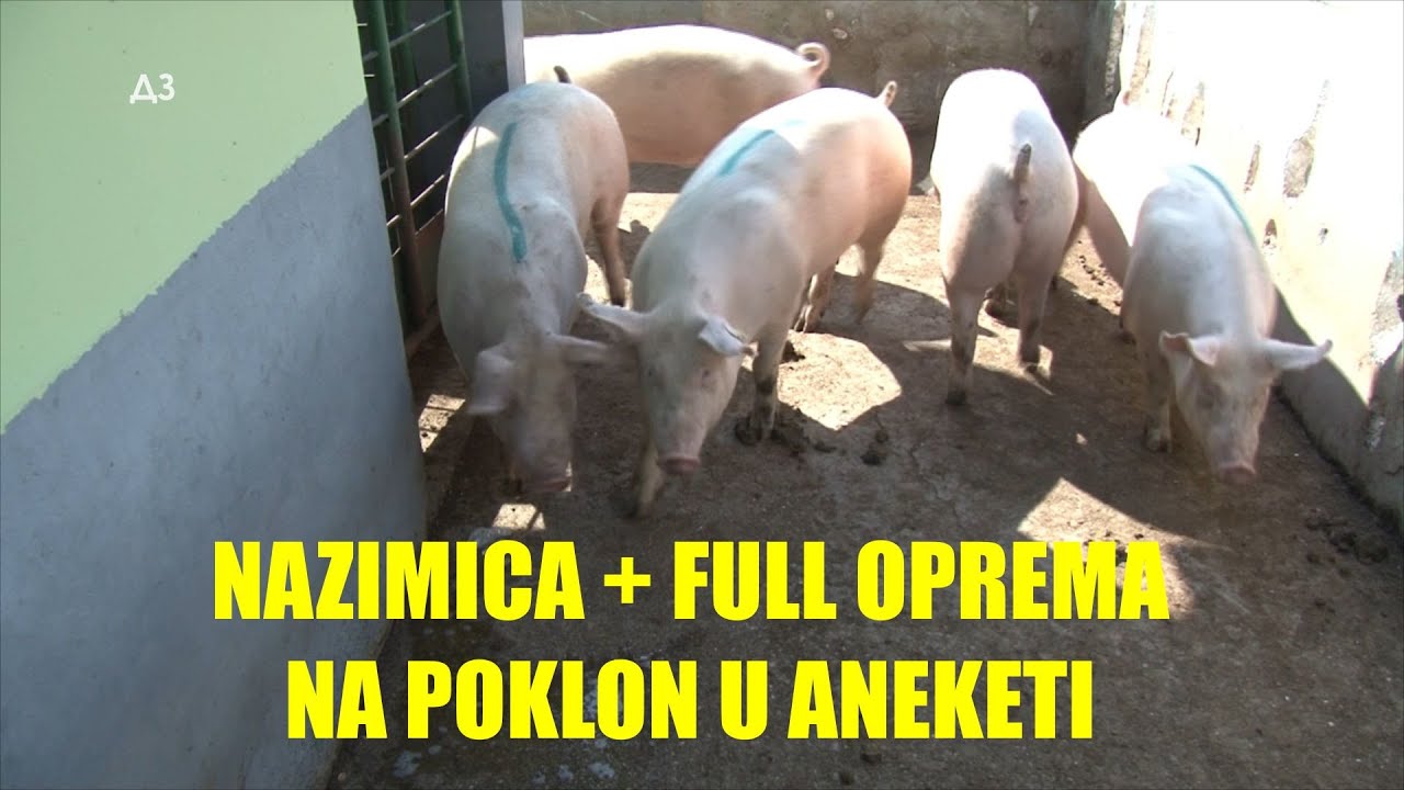 NAZIMICA PLUS PRATEĆA OPREMA NA POKLON - ide nazimica sa spremom u NAGRADNOJ ANKETI