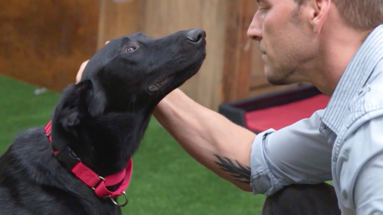 The Perfect Dog for a Disabled Veteran | Lucky Dog