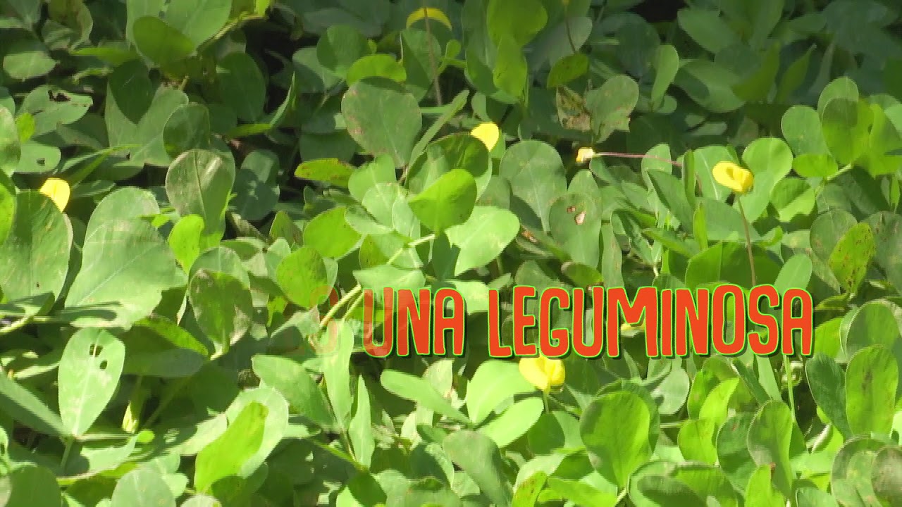 Veracruz Agropecuario - Leguminosa Forrajera Arachis Pintoi