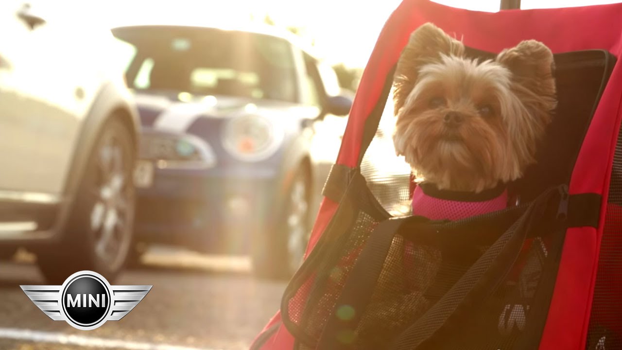 Dogs Love MINI | MINI TAKES THE STATES (MTTS) 2014