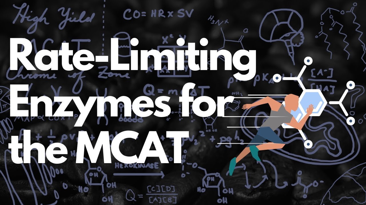 Rate-Limiting Enzymes and Their Regulation | MCAT