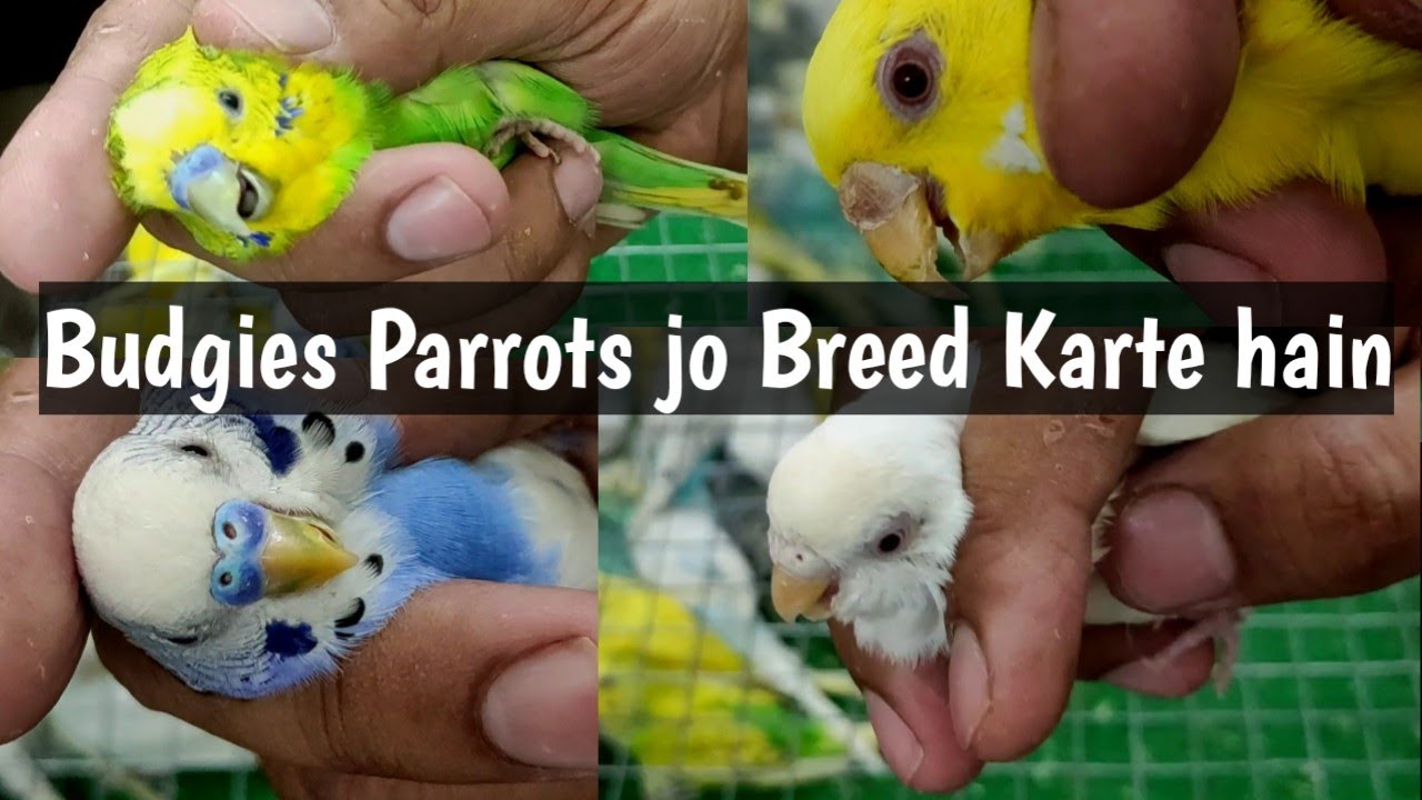 Budgies Parrots Young Aur Adult ki Pehchan Seekho