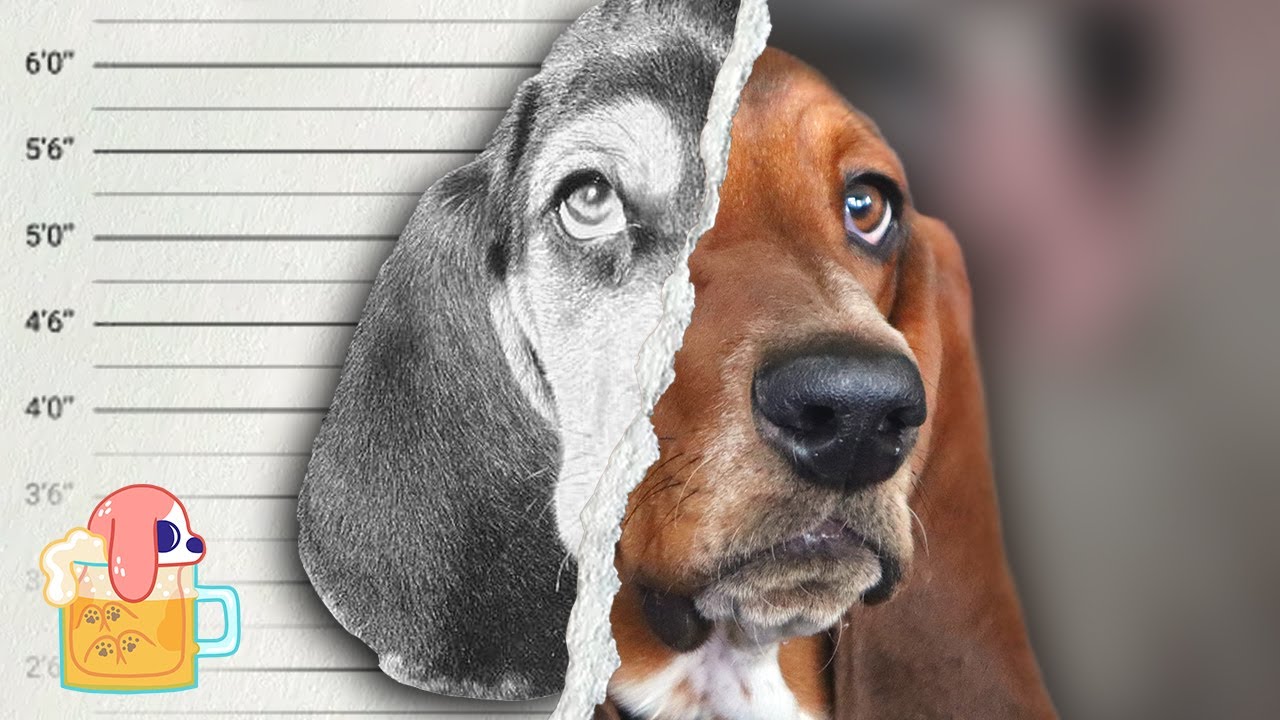 The Crimes Of My Pets