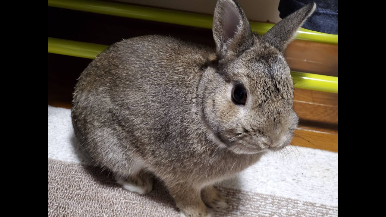 [Dead By Daylight]  dbd雑談配信　悲しみ男のキラー