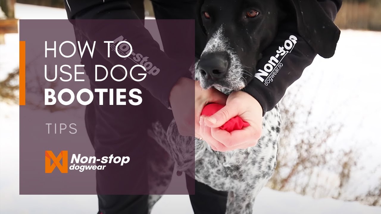 How to put on and use dog booties with Lena Boysen Hillestad (Norwegian)