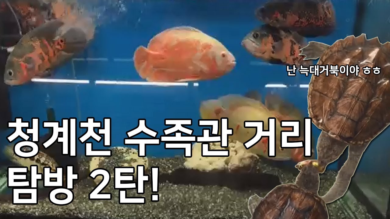 (WILD WATER) 청계천 수족관거리 탐방 2탄!!