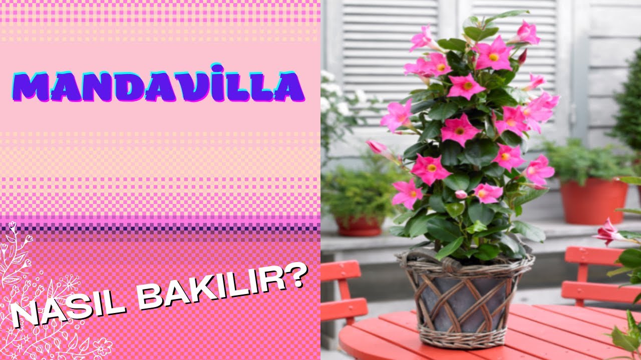MANDAVİLLA ÇİÇEĞİNE NASIL BAKILIR ? | ÇİÇEKÇE