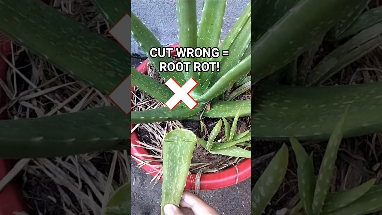 Stop Cutting Aloe Wrong! 2 Perfect Ways to Harvest Without Rot