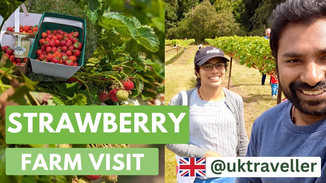 Strawberry Picking at Hawkswick Fruit Farm, St. Albans, Hertfordshire, UK - A Delicious Day Out #uk