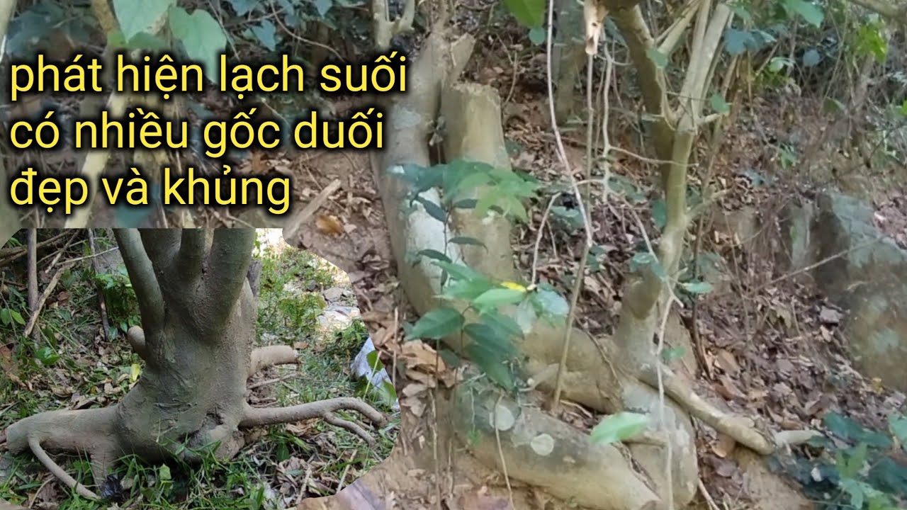 #215 hành trình đi rừng tìm những phôi duối đẹp past7(ĐoànDự TV 1)