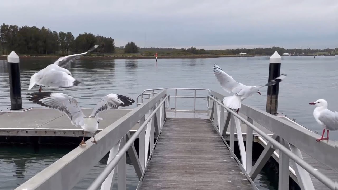 Seagulls Perching by the Parramatta River Sydney