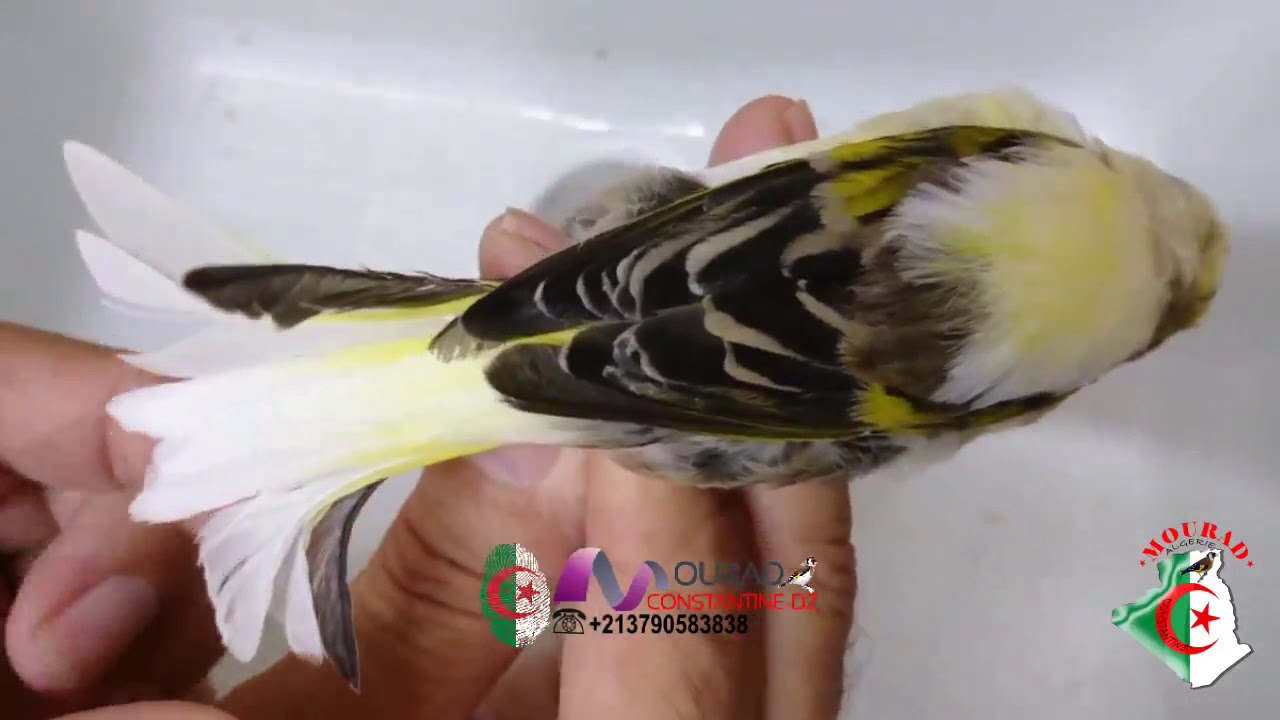 مراد قسنطينة يشرح طريقة جديدة سهلة ومفيدة  2019