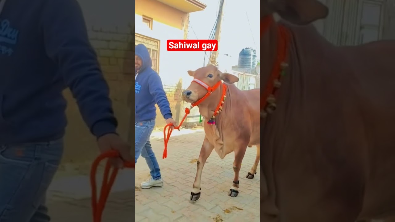 sahiwal gay 