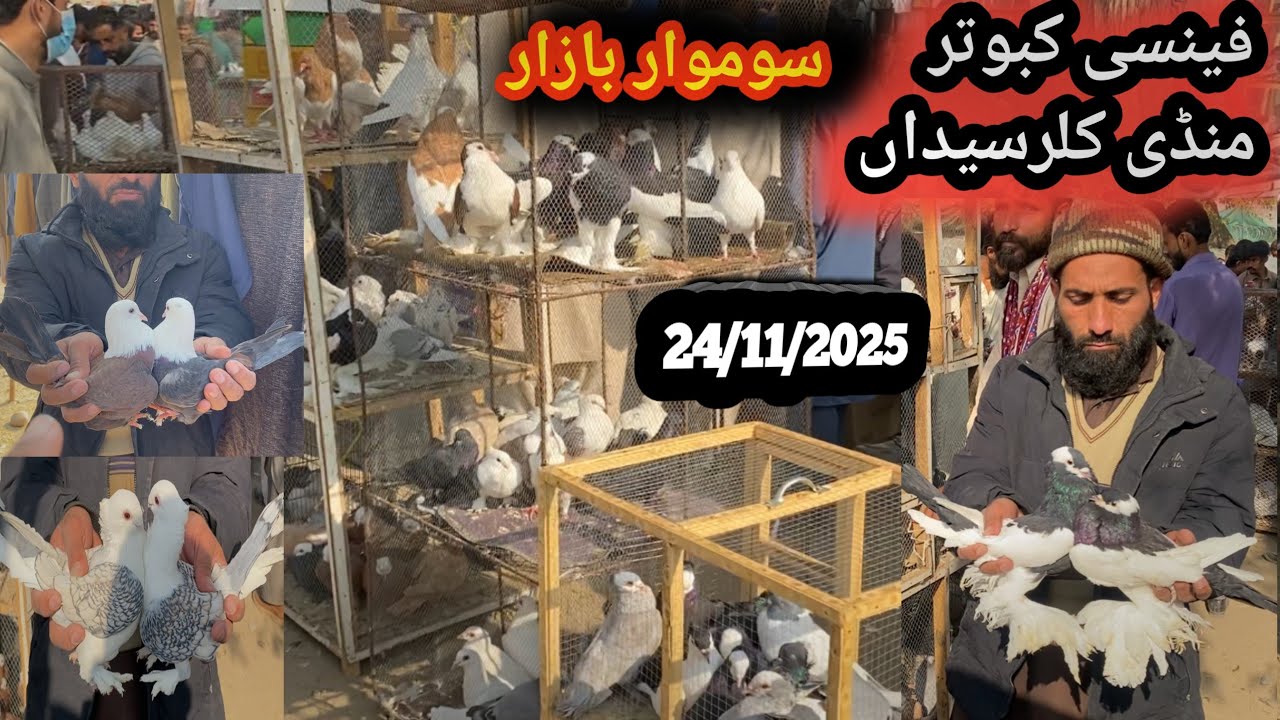 Fancy Kabootar Mandi Kallar syedan | Today 24/11/2025 | Latest Update Fancy Pigeon Market Price 