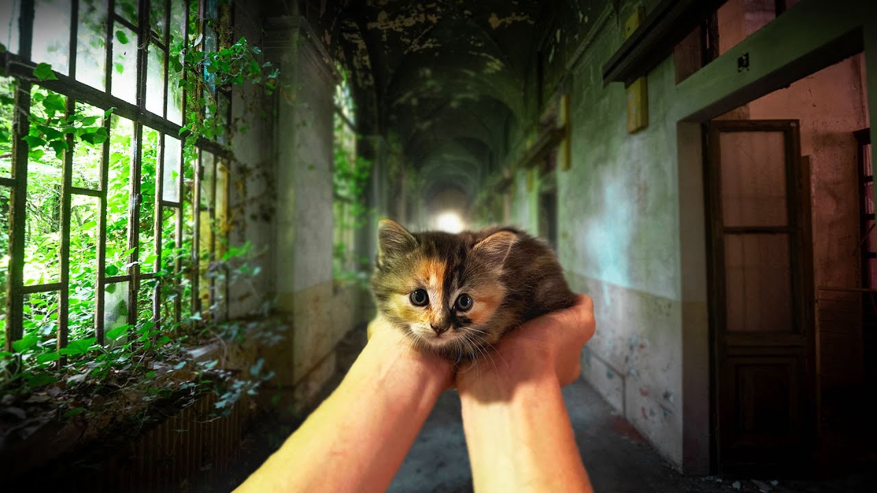 ON SAUVE UN CHATON ABANDONNE EN URBEX !