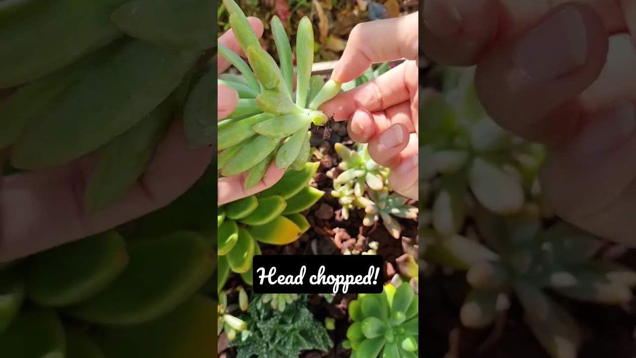 Head chopping my graptosedum francesco baldi #shorts #succulents