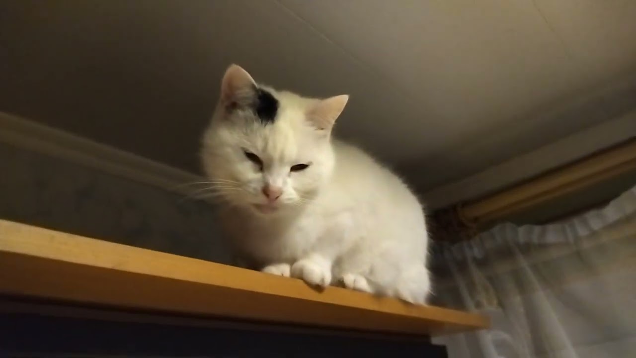 How Convenient and Comfortable for Your Cat to Sleep on a Pillow!