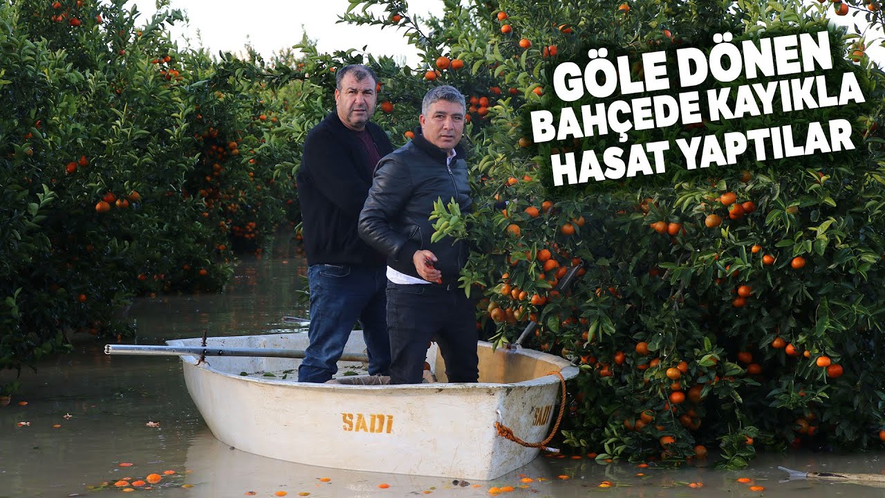Adana'da Göle Dönen Narenciye Bahçelerinde Kayıkla Hasat