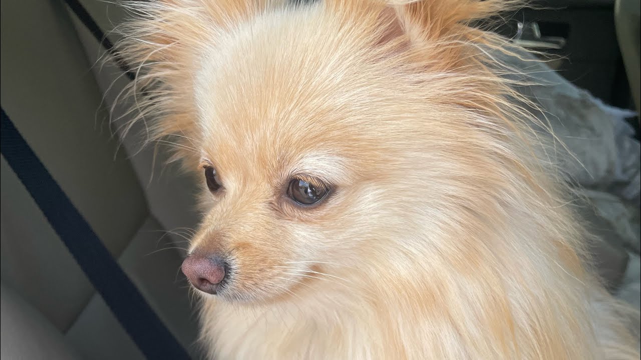 Product review: Non Shock vibration collar for dog training. Ariel the Pomeranian