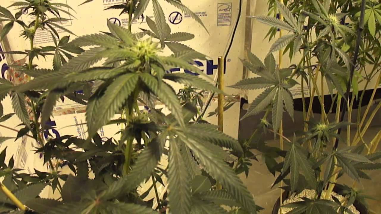 28 Days of Flower
