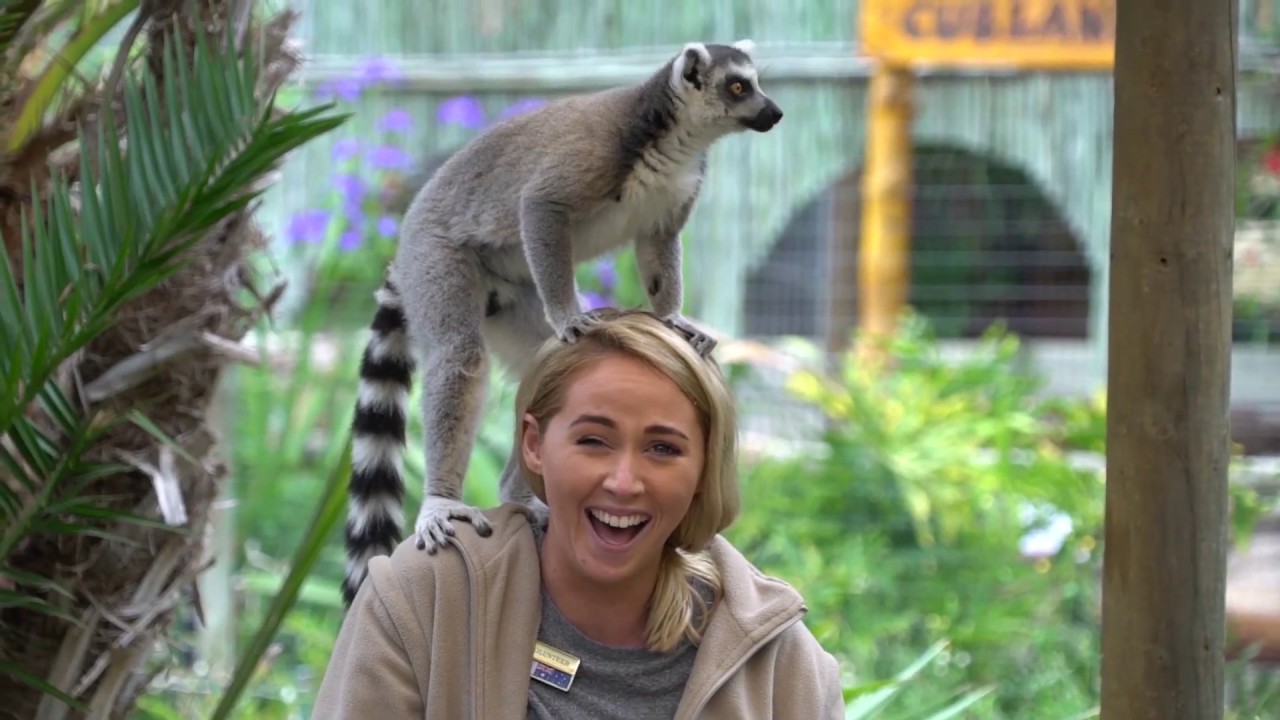 GoEco Volunteer VLOG | Volunteering abroad with WILDLIFE