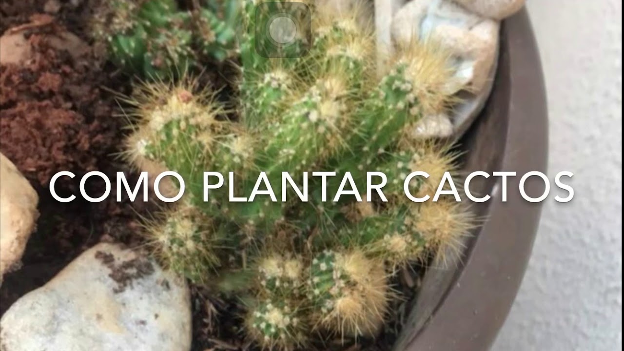 Como plantar cactos