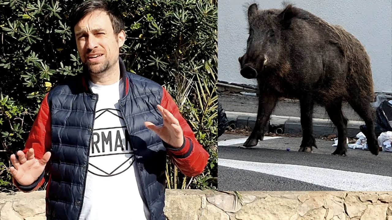 Ищем диких кабанов в городе Хайфа  Израиль
