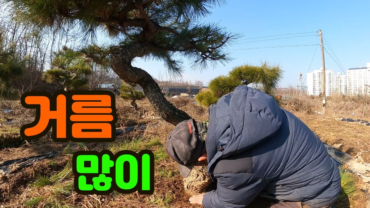 여름에 바쁘면 일찍 전지해도 됩니다.