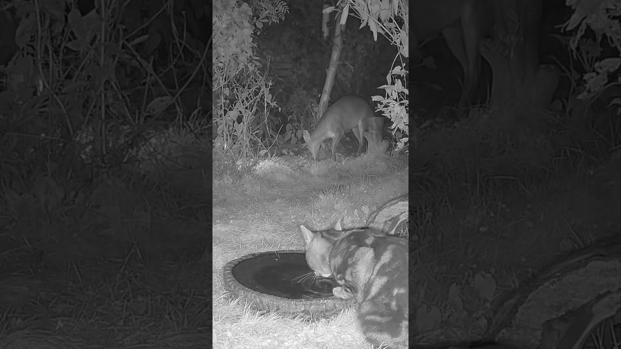 Wild Garden Cat & Muntjac Buck #shorts