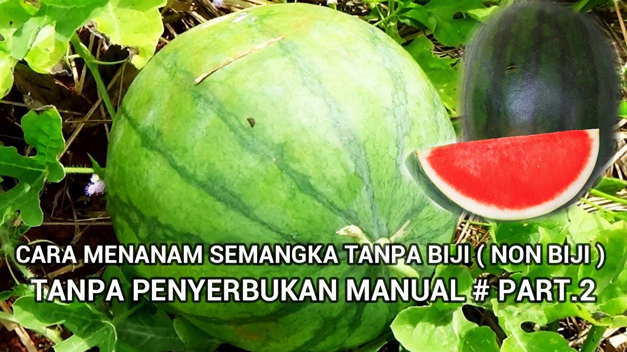 Cara Mudah Menanam Semangka Tanpa Biji / NON BIJI  Tanpa Perkawinan Manual PART 2