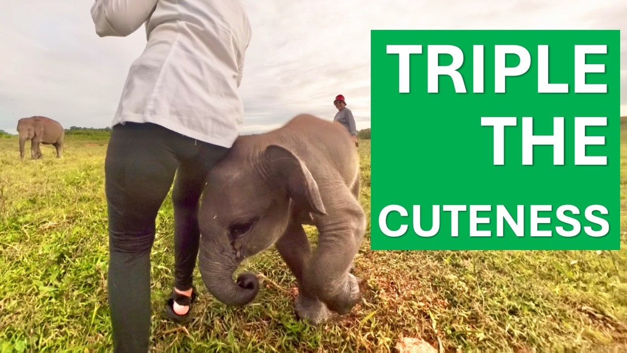 TRIPLE THE CUTENESS! 🐘 Meet Baby Elephants Yongki, Jermey & Nunik!