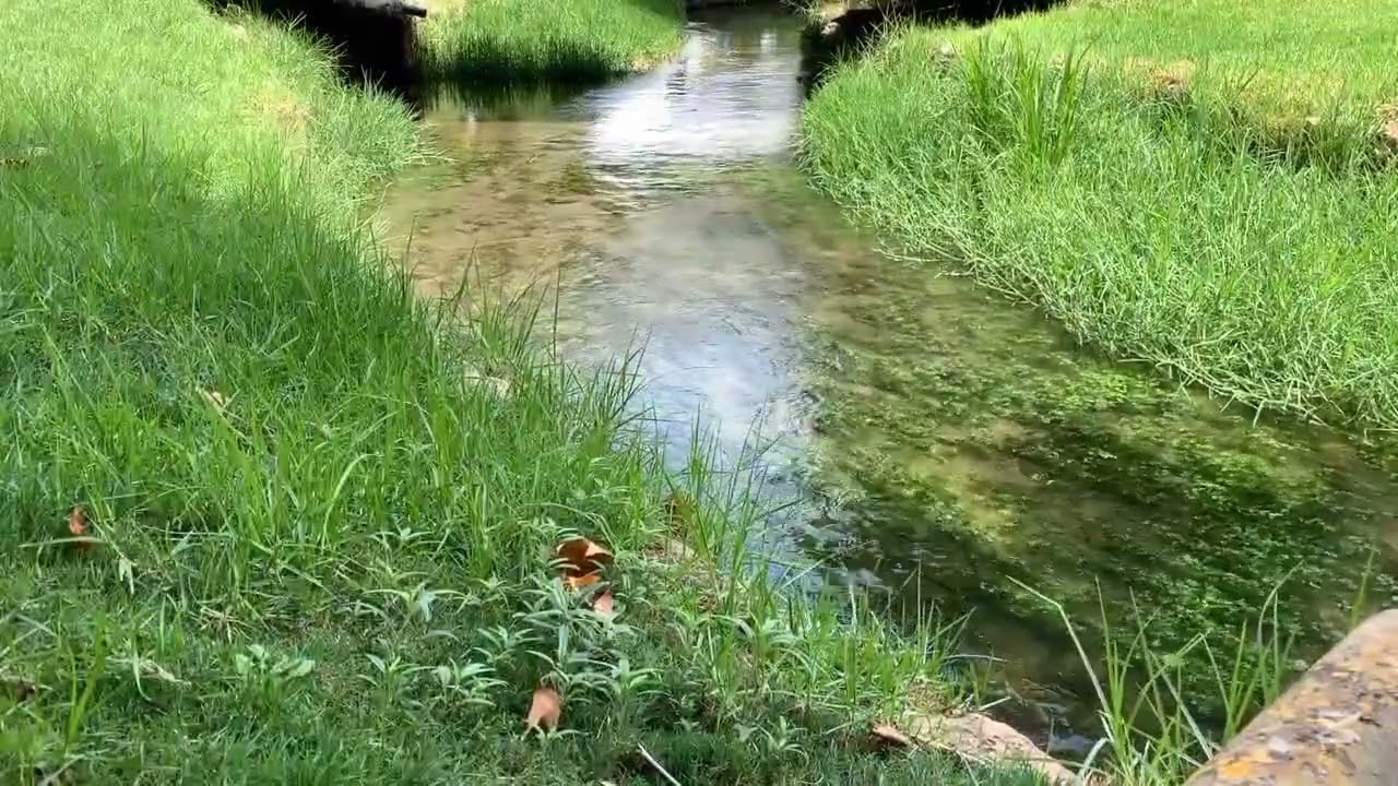 1 HOUR Peaceful River Sounds 🌊 Birds & Cicadas | Relax, Sleep, Study