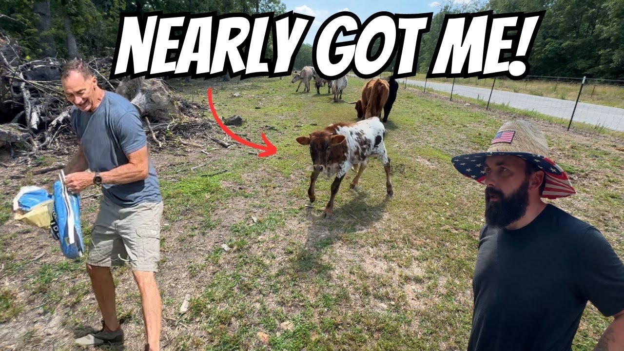 That Was Close! (Feeding The LongHorns) 